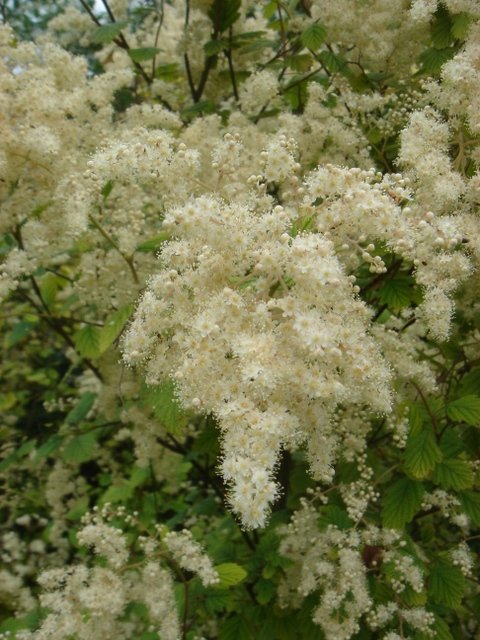 Holodiscus discolor 2